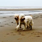 Hunde am Strand von Noordwijk