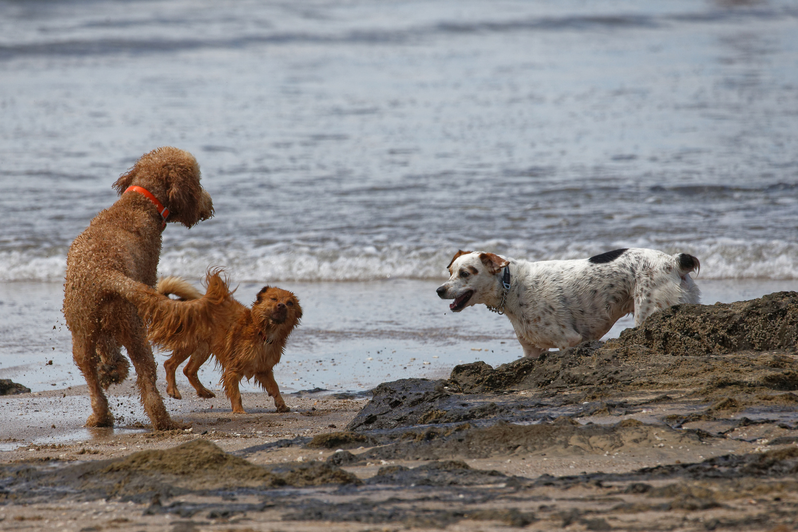 Hunde am Strand_1