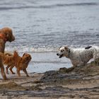 Hunde am Strand_1