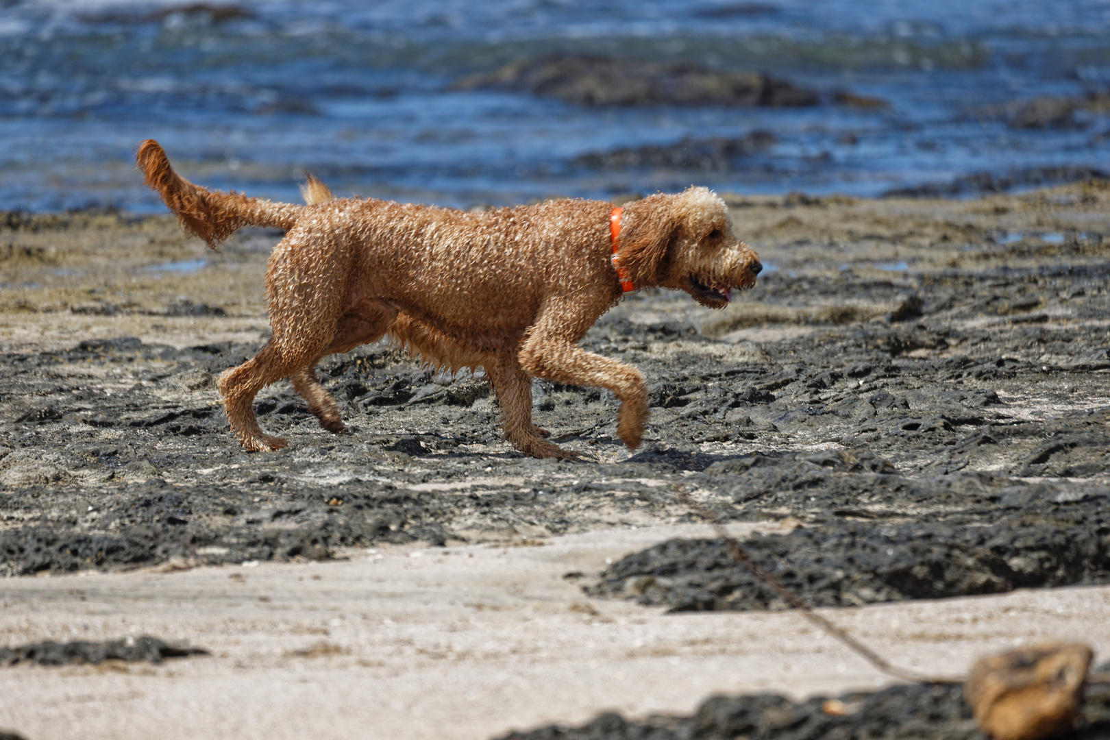 Hunde am Strand_2