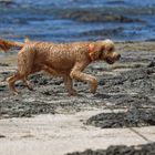 Hunde am Strand_2