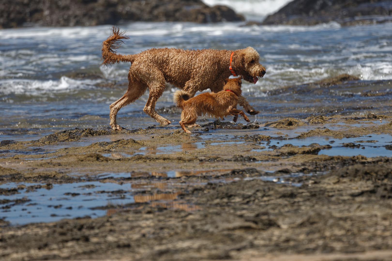 Hunde am Strand_3