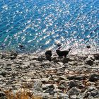 Hunde am Walchensee