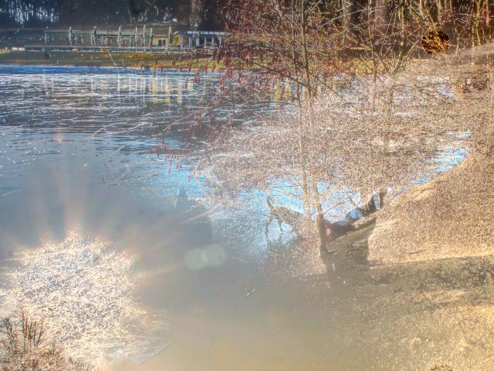 Hunde am Weiher (ein weiterer Versuch)