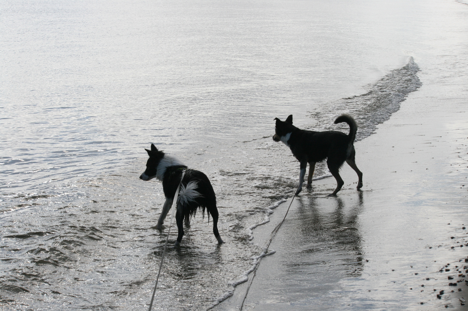 Hunde, an dem Wasser spielen