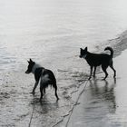 Hunde, an dem Wasser spielen