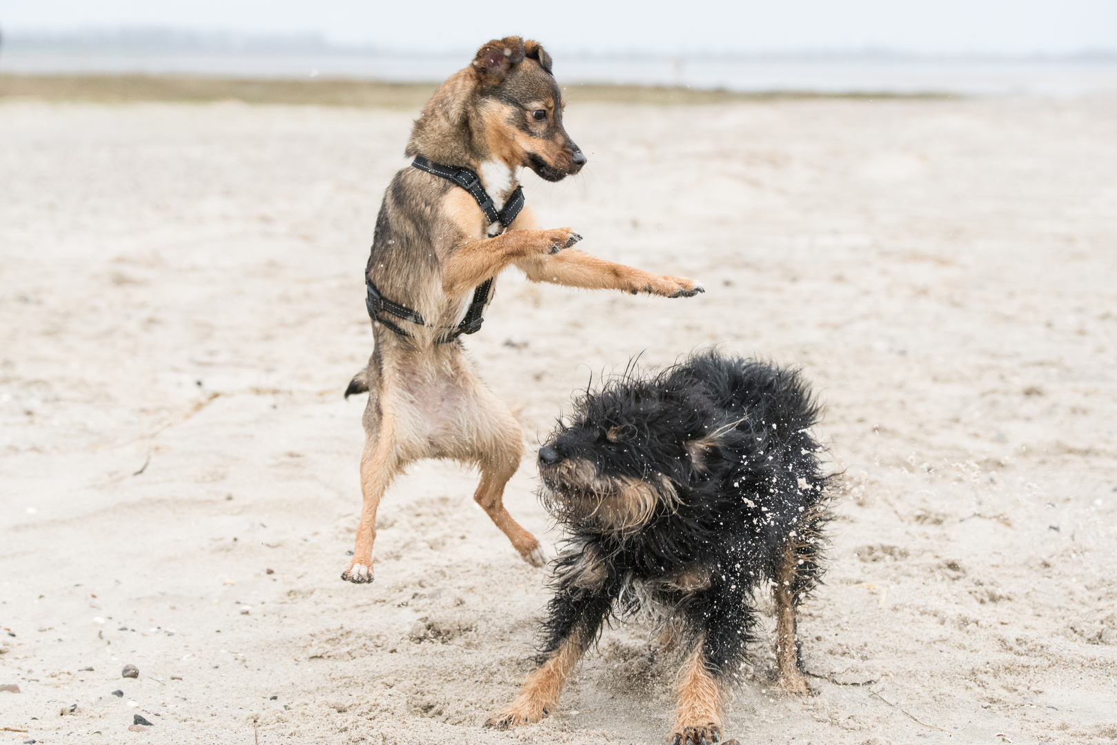 Hunde an der Nordsee