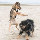 Hunde an der Nordsee