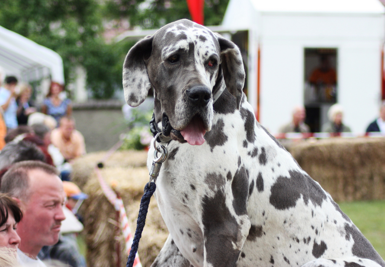 " Hunde anstatt Pferde....."