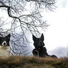 Hunde auf dem Calverbühl