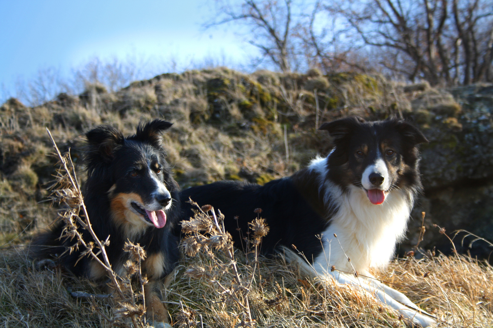 Hunde auf dem Calverbühl2