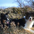 Hunde auf dem Calverbühl2