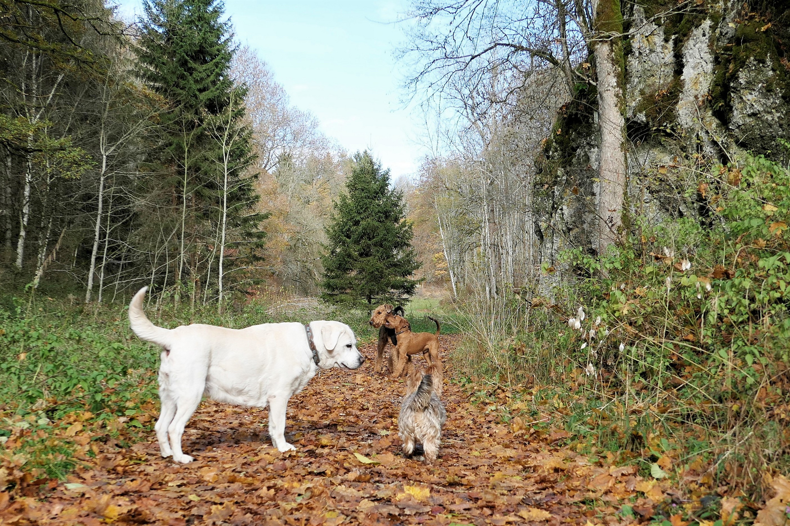 Hunde auf der Schwäbischen Alb im Wolfstal