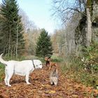 Hunde auf der Schwäbischen Alb im Wolfstal