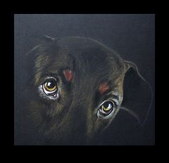 Hunde-Augen * gezeichnet