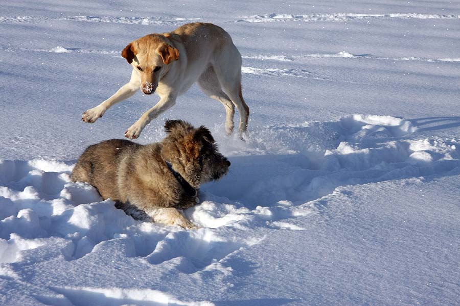 Hunde - Ballet