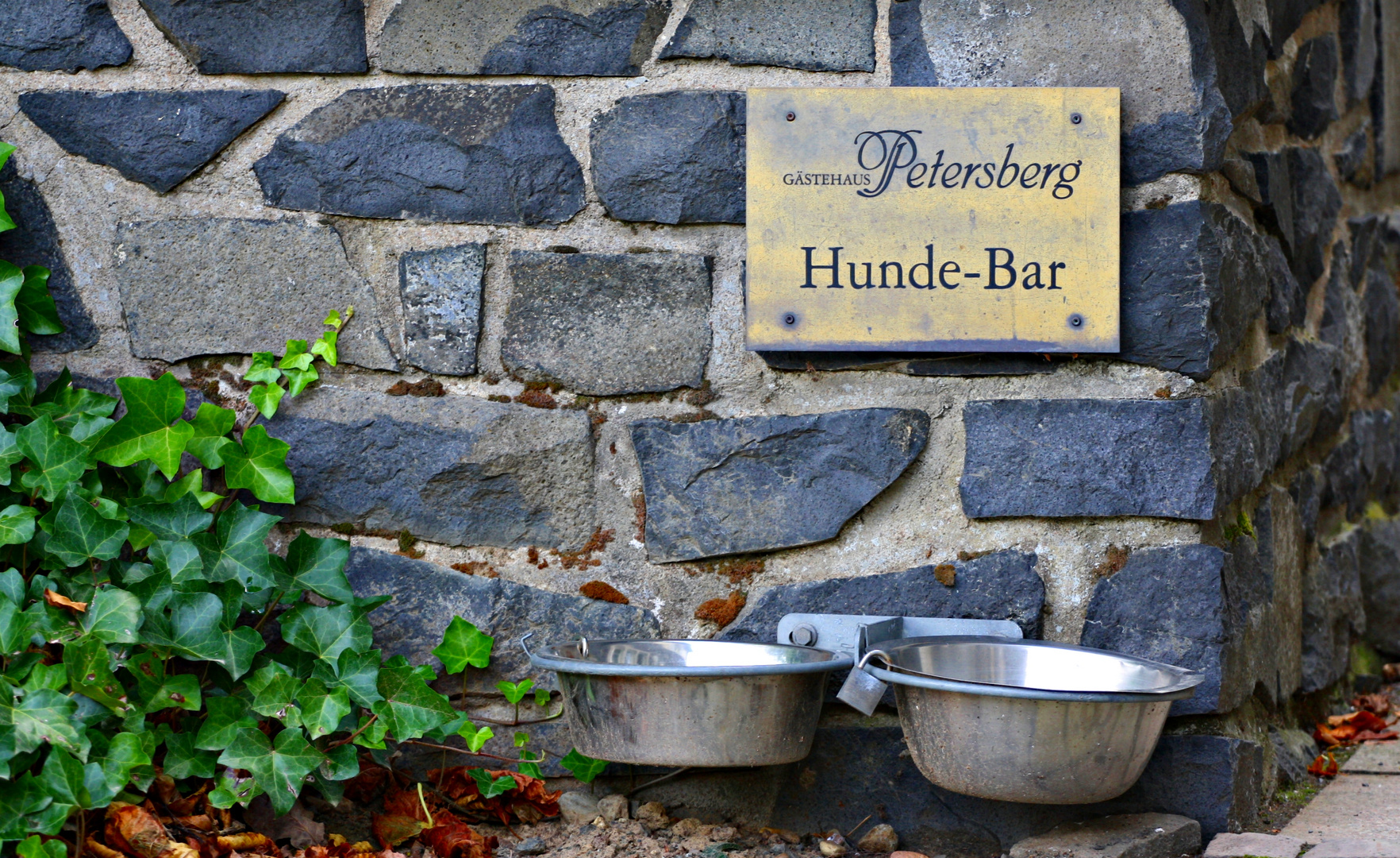 Hunde Bar