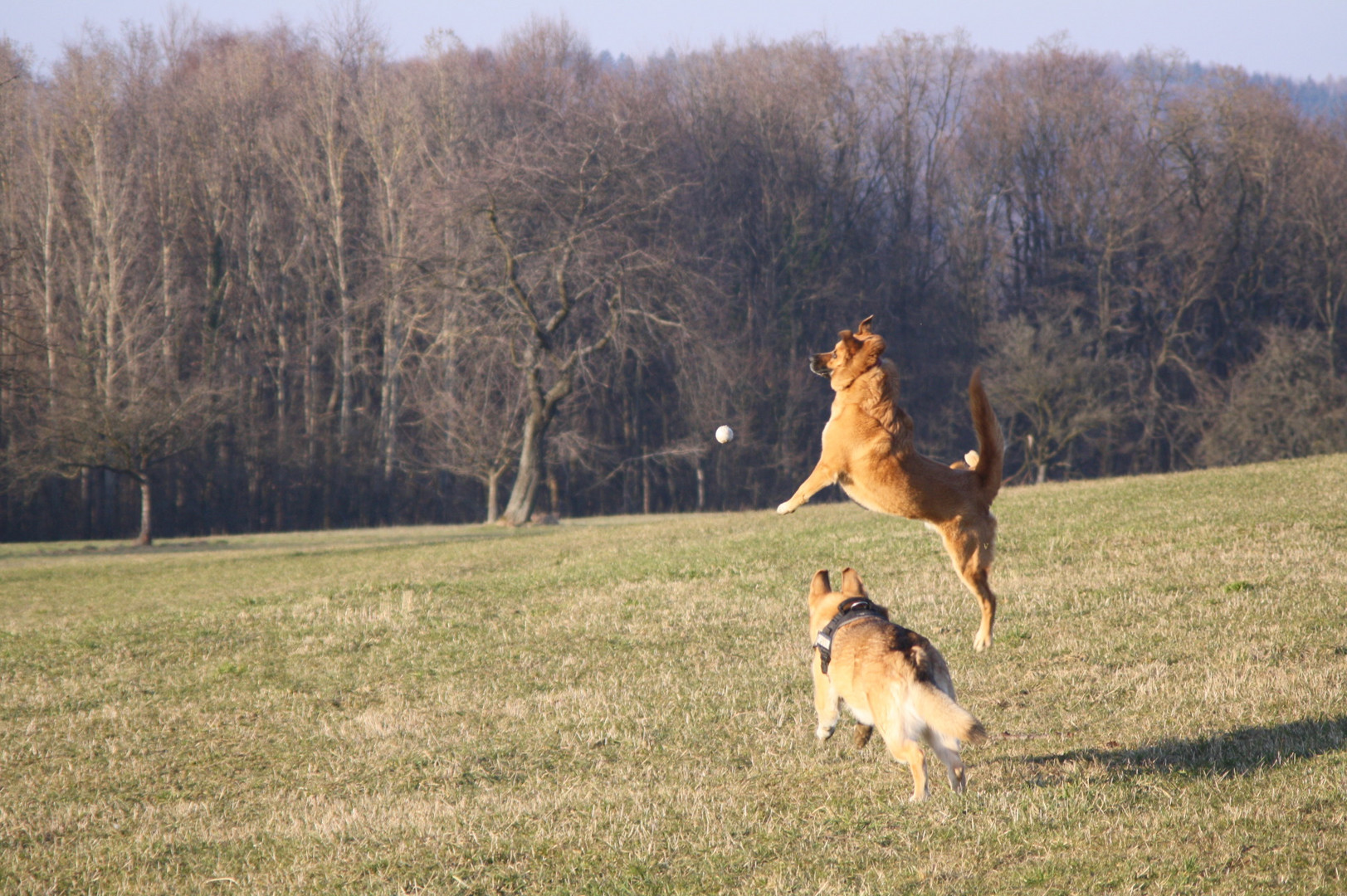 Hunde beim Ball spielen