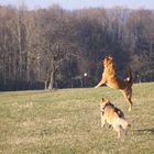 Hunde beim Ball spielen