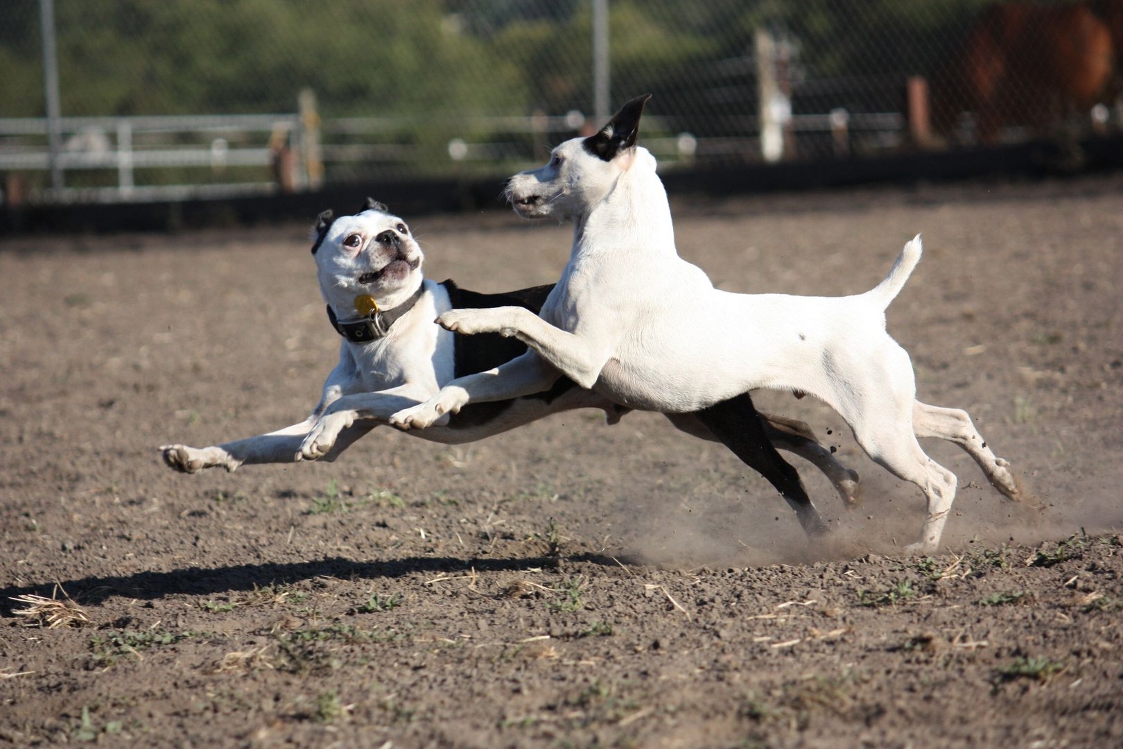 Hunde beim Spiel