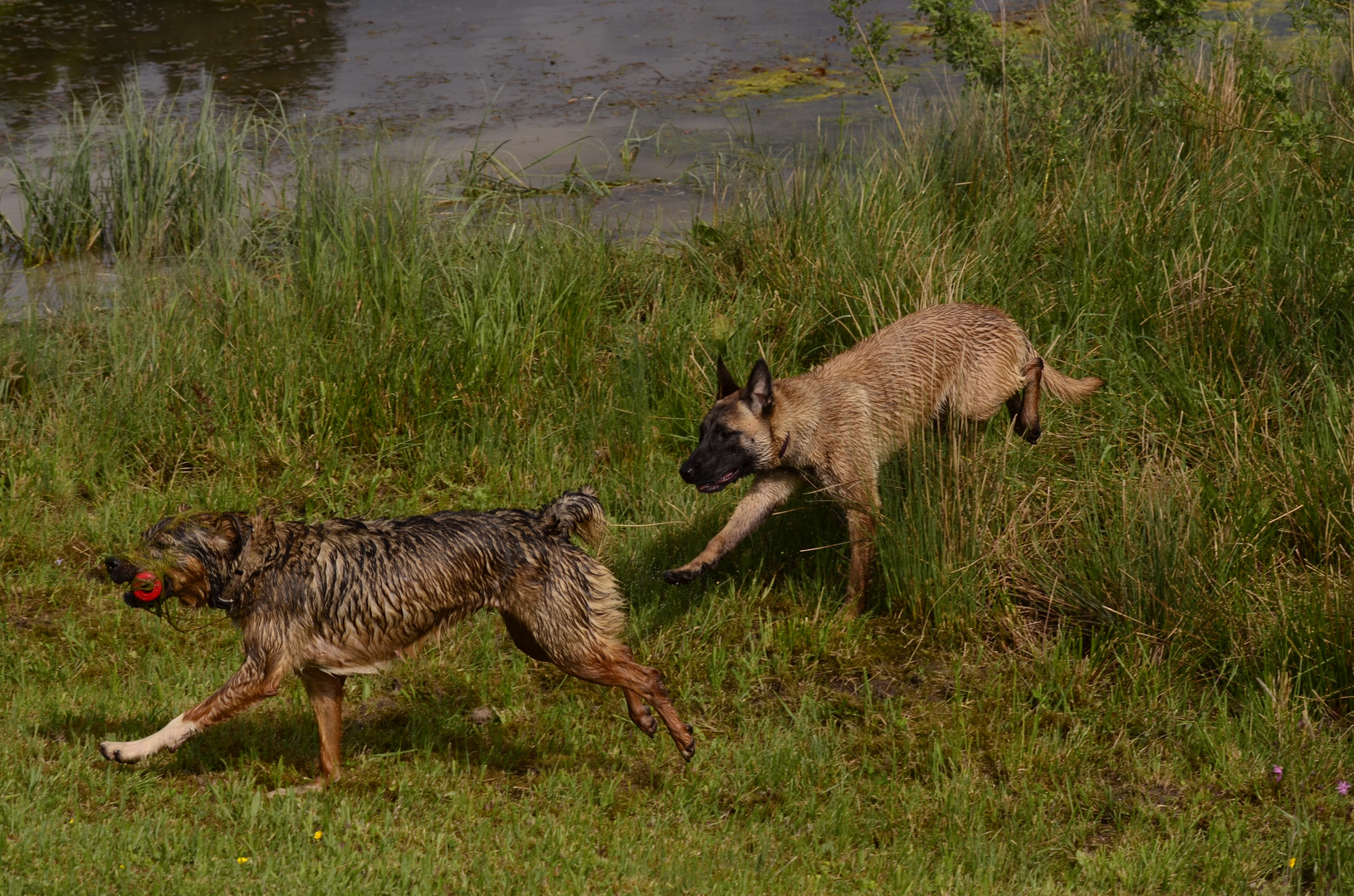 Hunde beim Spielen