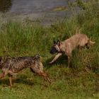 Hunde beim Spielen