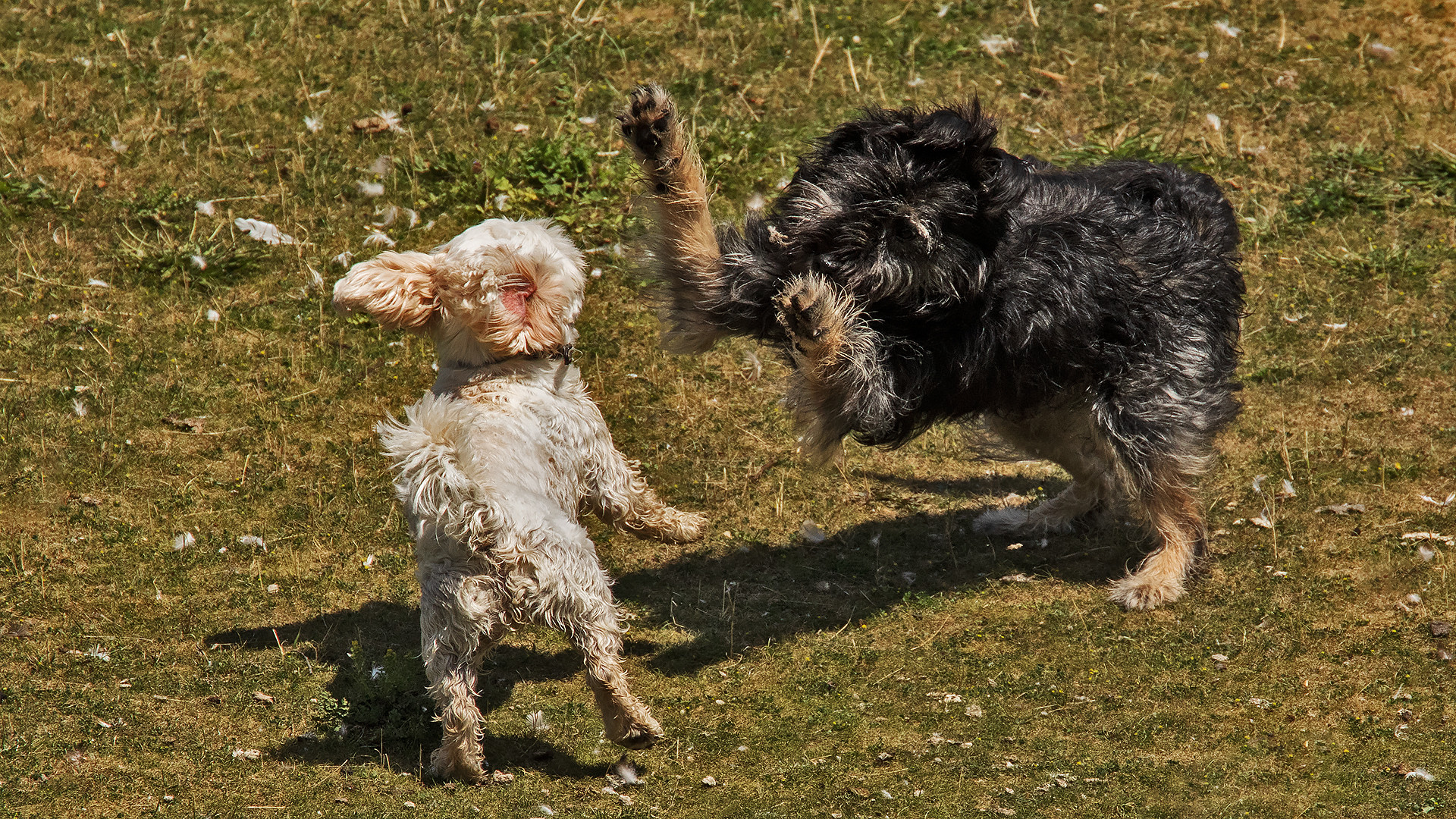 Hunde beim Spielen