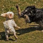 Hunde beim Spielen