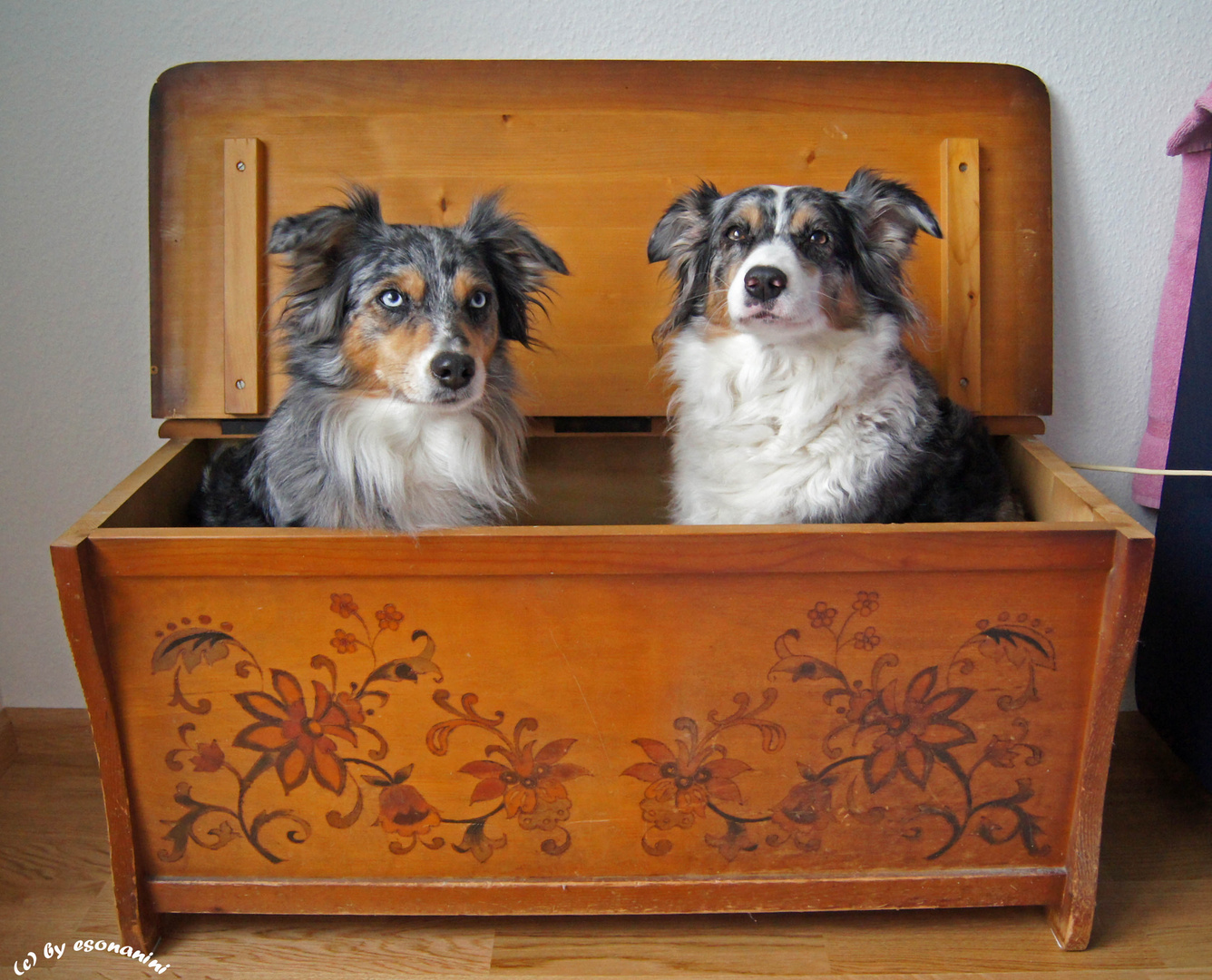 ' Hunde-Box'