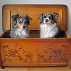 ' Hunde-Box'