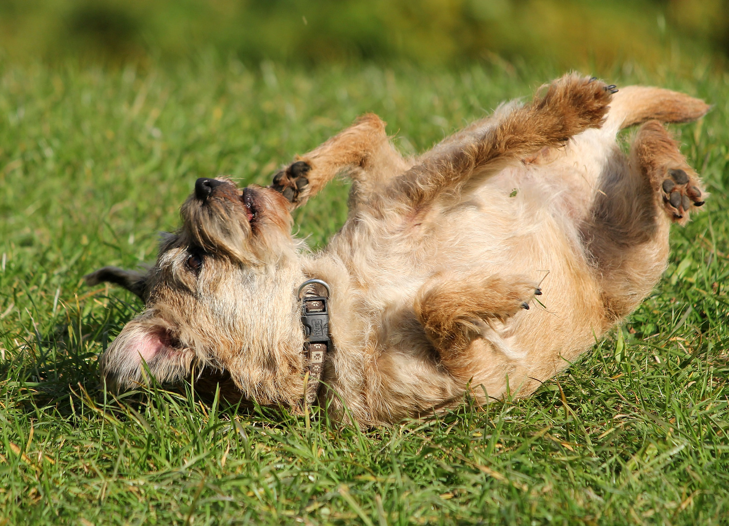 Hunde-Breakdance :-)