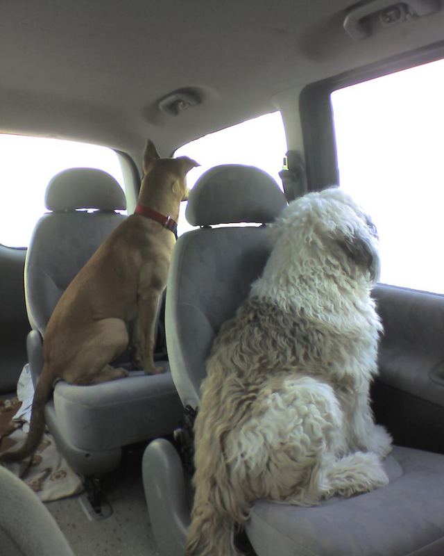 HundeBus Foto & Bild natur, tiere, youth Bilder auf