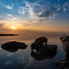 Hunde bzw. "Schlammratten" im Sonnenaufgang