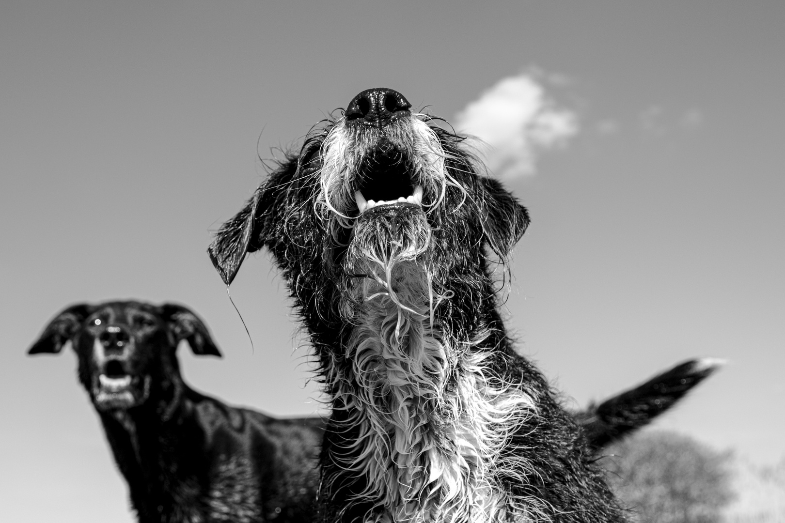 hunde Foto & Bild | tiere, haustiere, hunde Bilder auf fotocommunity