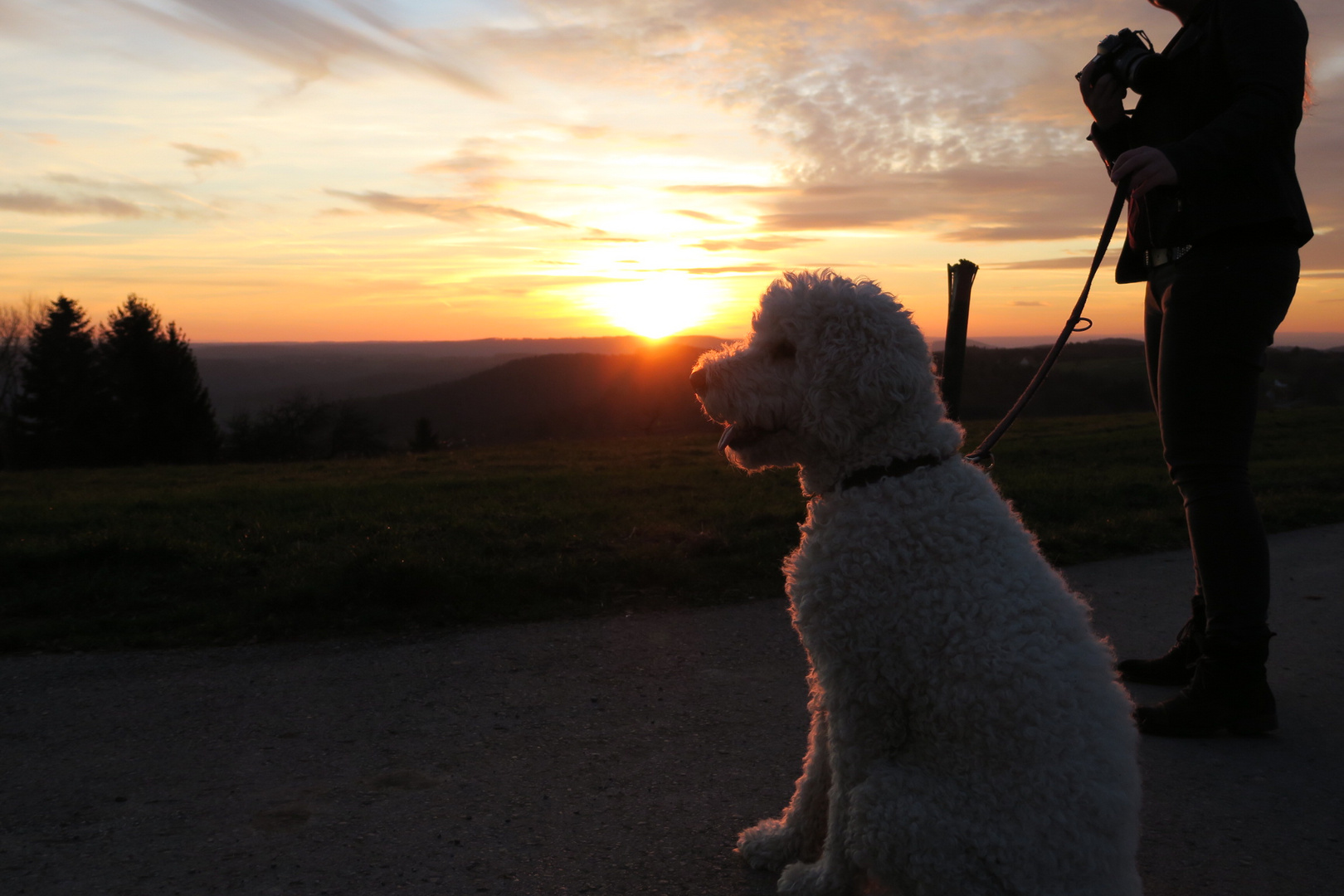 Hunde Dame romantisch