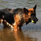 Hunde die aus dem Wasser kommen stinken