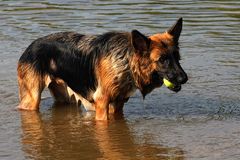 Hunde die aus dem Wasser kommen stinken