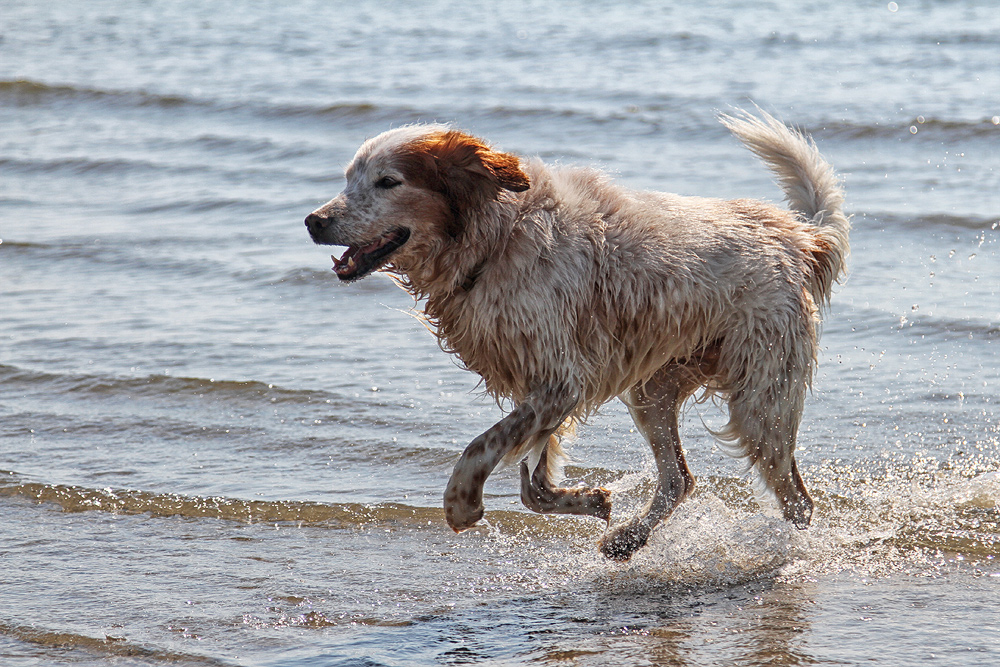 Hunde die aus dem Wasser kommen stinken ....