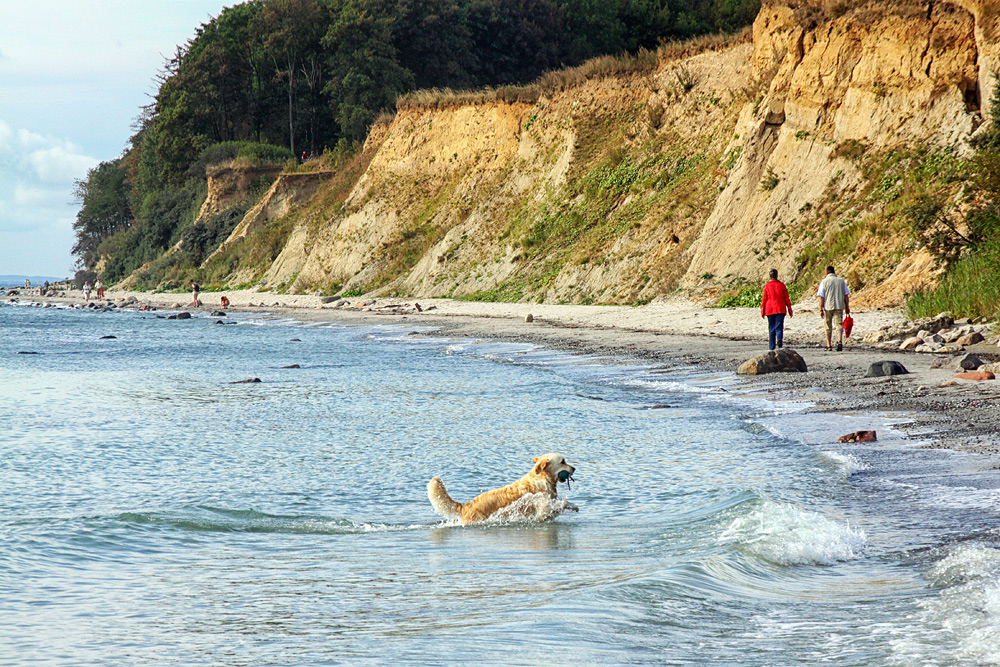 Hunde die aus dem Wasser kommen stinken