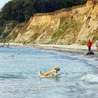 Hunde die aus dem Wasser kommen stinken