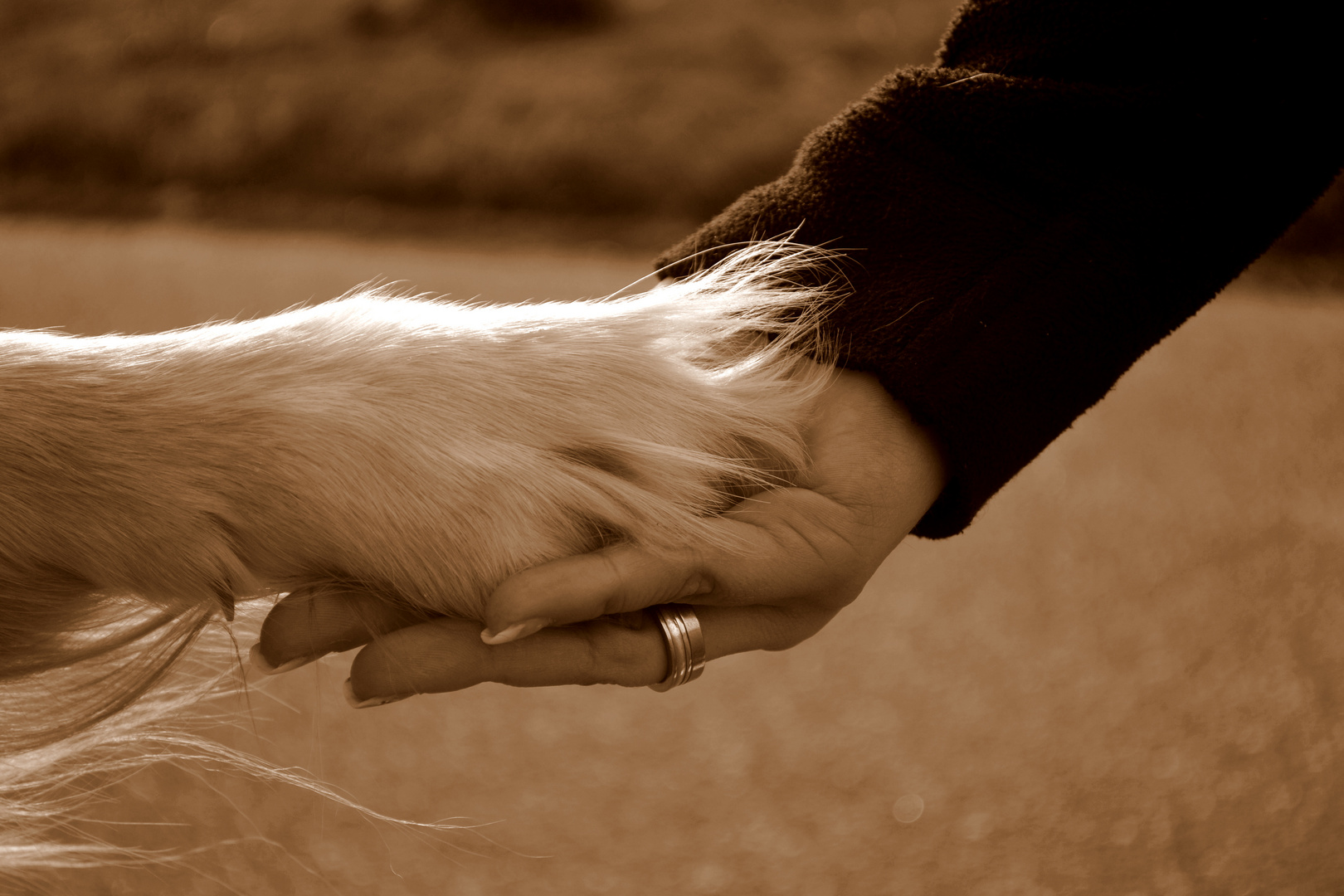 Hunde - die besten Freunde des Menschen