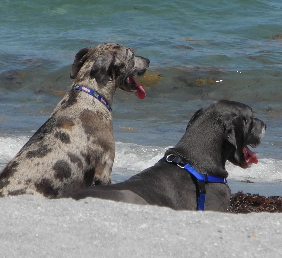 Hunde-Duo beim warten