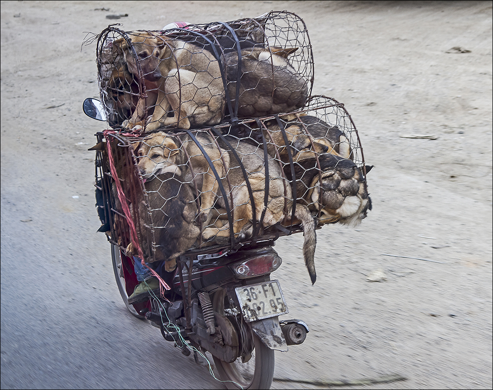 Hunde fahren Moped