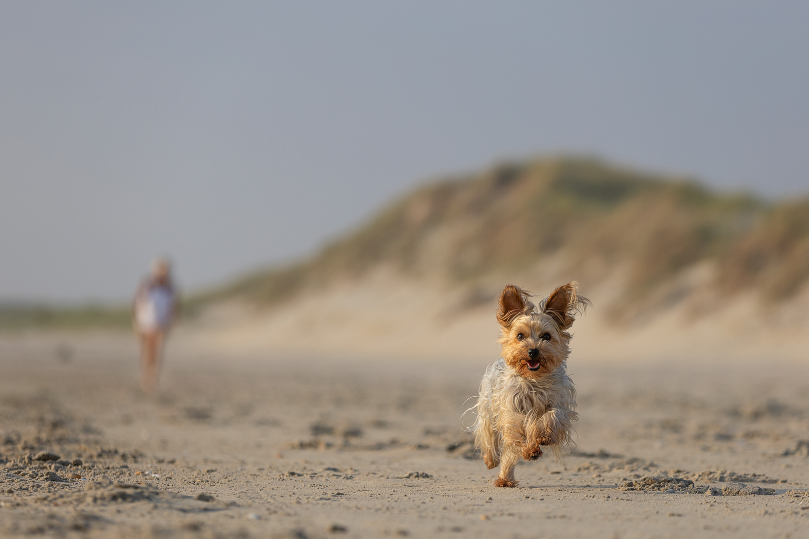 Hunde-Fotoshooting am Strand