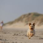 Hunde-Fotoshooting am Strand