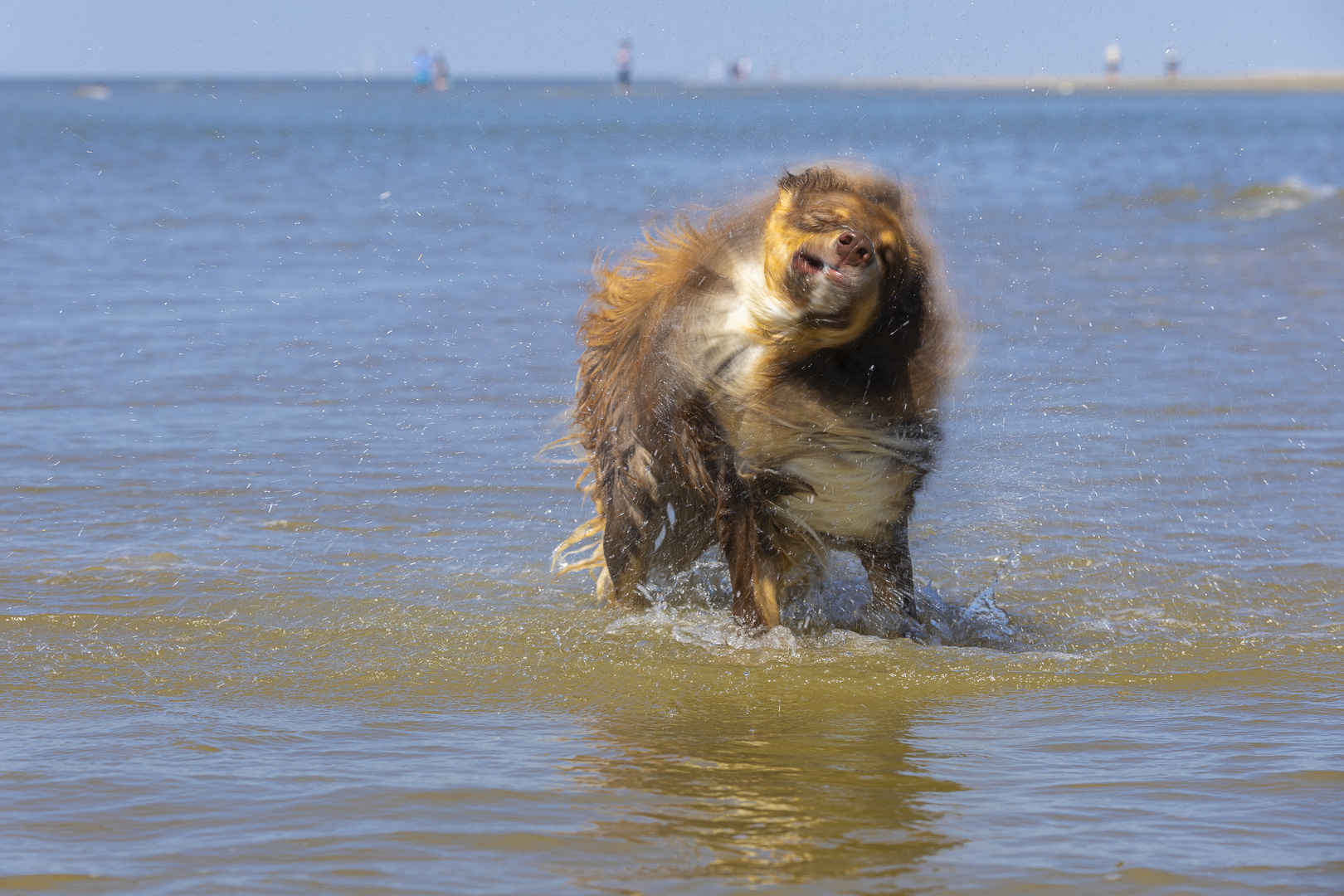 Hunde-Fotoshooting 