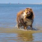 Hunde-Fotoshooting 