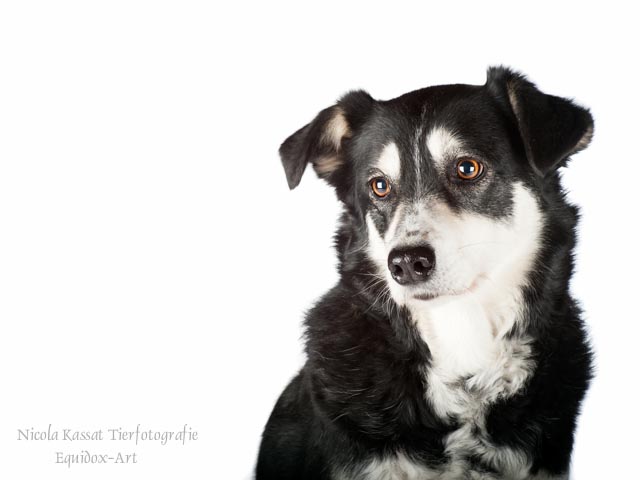 Hunde-Fotoshooting Reitverein Rudow - Mascha -