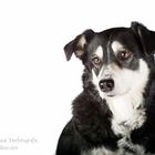 Hunde-Fotoshooting Reitverein Rudow - Mascha -