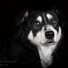 Hunde-Fotoshooting Reitverein Rudow - Mascha - II